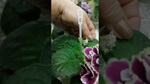 @Вітусині фіалочки. Цвітіння нових сортів. Я в захваті!