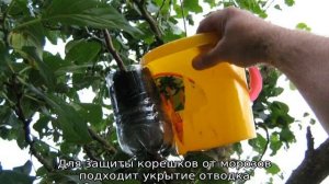 Как размножить грушу