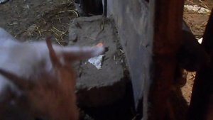 Камерунские мини козы и вкусняшки