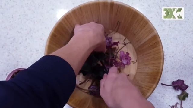 УЗАМБАРСКАЯ  ФИАЛКА  СЕНПОЛИЯ -  ЛУЧШИЕ СОВЕТЫ