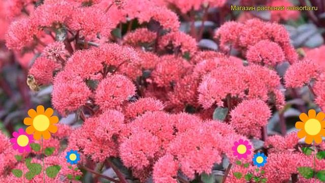 Очиток гибридный Санспарклер Рэд Каули. Краткий обзор, описание sedum Sunsparkler Red Cauli смотреть онлайн