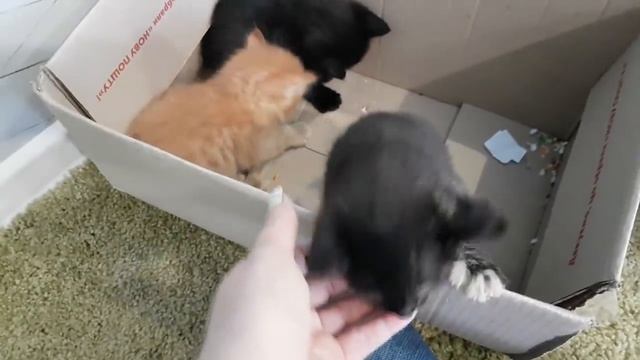 Нашли маленьких котят. Поиски мамы кошки смотреть онлайн
