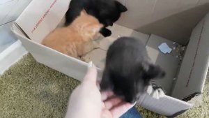 Нашли маленьких котят. Поиски мамы кошки