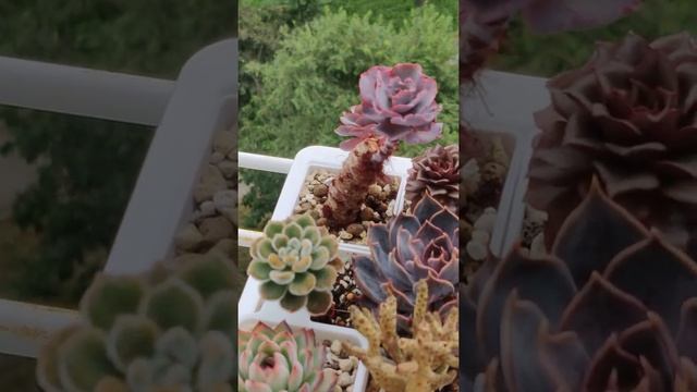 Обзор моей коллекции суккулентов, часть 2 #суккуленты #эхеверия смотреть онлайн