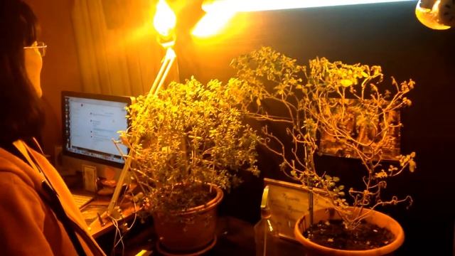 ✅ Фитолампа для растений ДНАЗ на 150 Ватт в магазине ФитоТехнологии смотреть онлайн