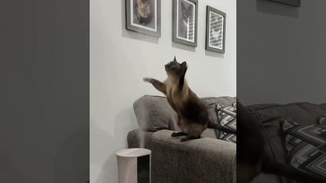 Увлажнительный кот.