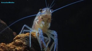 Procambarus Alleni Blue: Seguimiento en el acuario