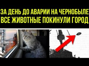 ✅ Странные знаки перед аварией на Чернобыльской АС