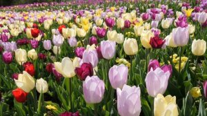 Самая Красивая Музыка На Свете! Музика Для Релаксу, Лечебная Музыка - Музыка И Природа, Релакс