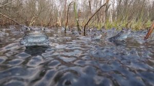 Нерест травяных лягушек Rana temporaria / common frogs spawning