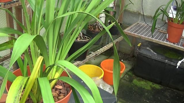 Mainly Cymbidiums......and a little mix of others! смотреть онлайн