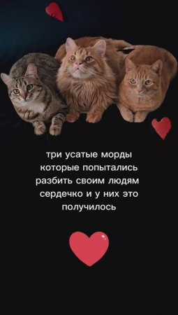 История большой любви в одном
маленьком видео #мило #коты #животные #мемы