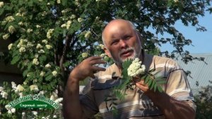 Рябина для хранения картофеля