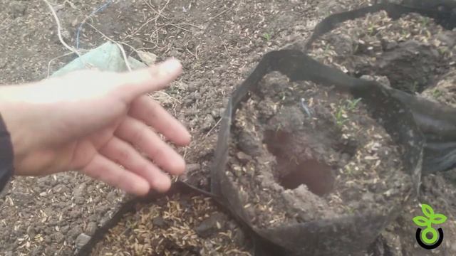 Посадка огурцов в мешки из пленочного рукава. смотреть онлайн
