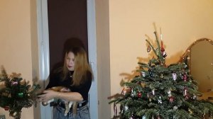 ЧП в канун Нового года! Что делать, чтобы елочка (пихта, сосенка) не засохли и долго не осыпались?