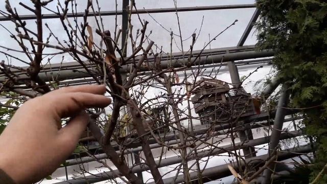 Взрослое дерево персик, которое растет в теплице смотреть онлайн