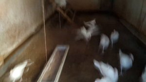Индюшата перестали есть. Перевод на другой корм. Как кормить?