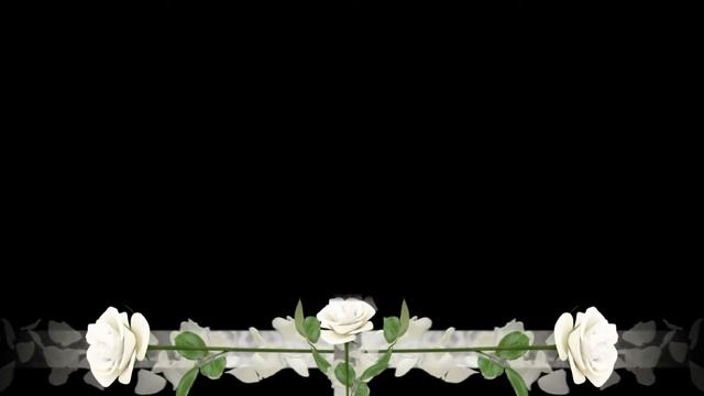 Футаж Бордюр белые розы смотреть онлайн