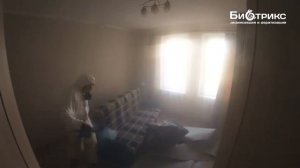 Короед.Как с ним бороться в доме из бруса?Фумигация газом цена.Биотрикс