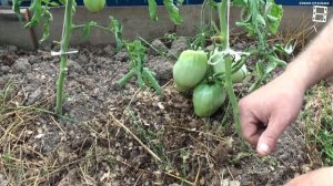 САМЫЙ ЭФФЕКТИВНЫЙ СПОСОБ БОРЬБЫ С ФИТОФТОРОЙ ПОМИДОРОВ В ТЕПЛИЦЕ. САД (ОГОРОД) И ТЕПЛИЦА