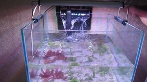 Запуск нового аквариума.