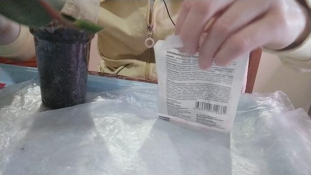 Фикус?
