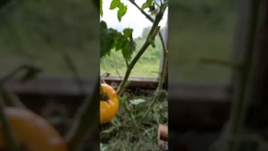 Томат серии ГНОМ КАЙТИДИД.