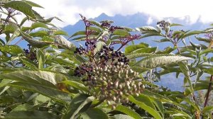 ЧТО ЗА ЧЕРНЫЕ ЯГОДЫ В ГОРАХ КРАСНОЙ ПОЛЯНЫ