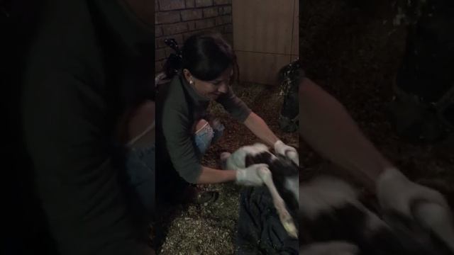 Рождение жеребёнка мини лошади на ферме Идальго смотреть онлайн