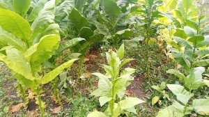 Опытный участок. Закрытие. Три модификации сорта Черри Рэд 401