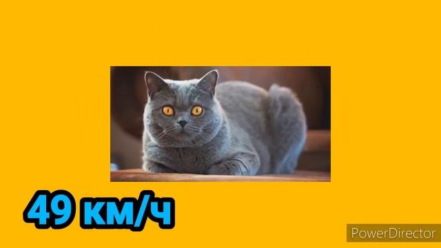 ЧИХУАХУА VS КОШКА : КТО ПОБЕДИТ В СХВАТКЕ смотреть онлайн