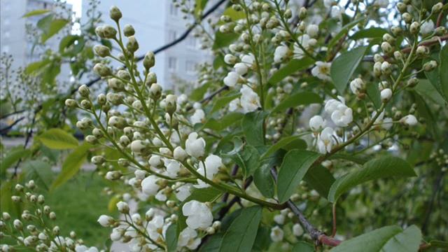 ПАМЯТИ МАМЫ смотреть онлайн