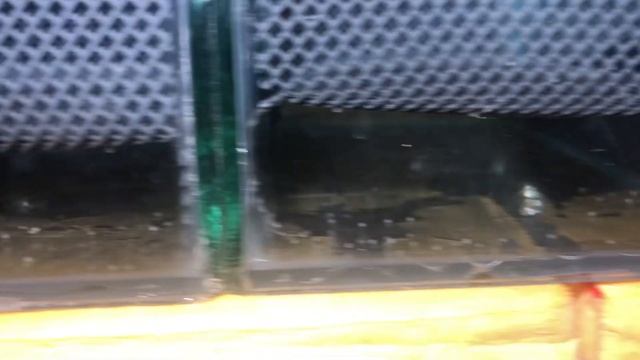 Закинул на нерест красных неонов, родостомус, барбус гло (красный, малиновый, желтый, красный) смотреть онлайн