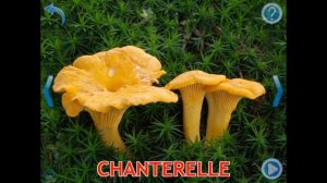 Марусяс. Marusyas. Английский с малышами. грибы. карточки английских слов. mushrooms english.