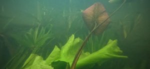 Река Воронеж Лопатки 05.06.2024 Водные растения: Перистолистник, чилим, рдесты, нимфея и др.