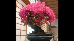 искусство бонсай самое подробное руководство