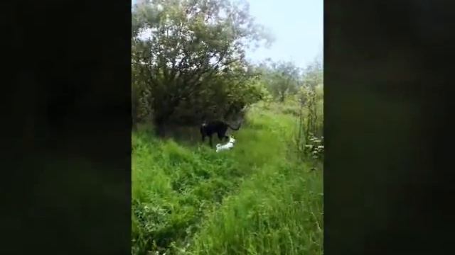 Немецкие доги и чихуа смотреть онлайн