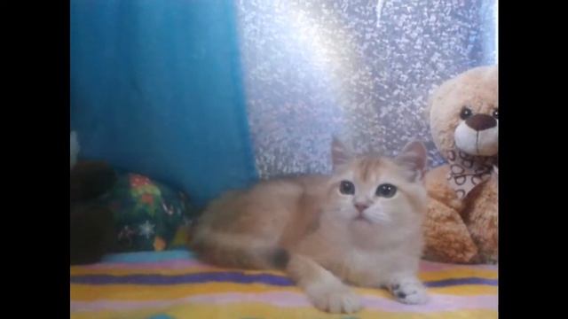 Золотая шиншилла Британская кошечка