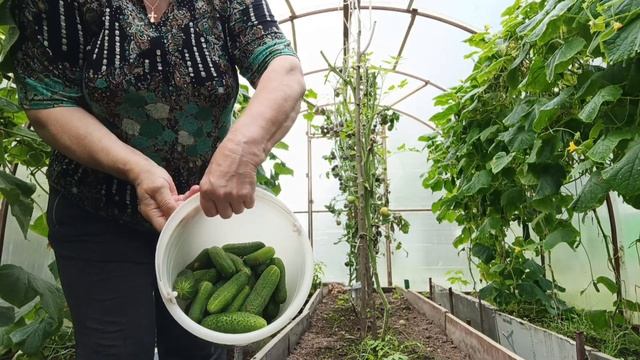 Опять переделка томатов? )) Замариновала последние огурчики ??. смотреть онлайн