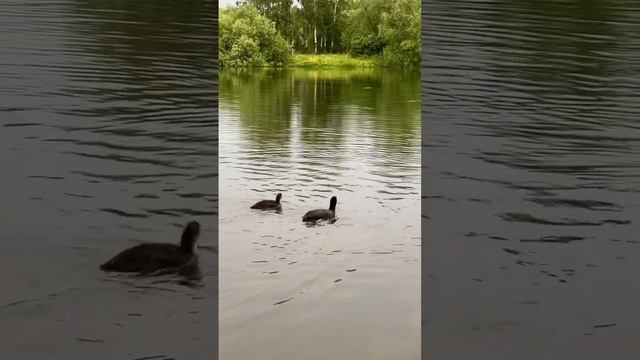 Вот что на самом деле едят утки