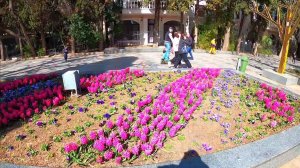 Набережная Ялты Магнолия расцвела. Крым в апреле / Жизнь в Ялте