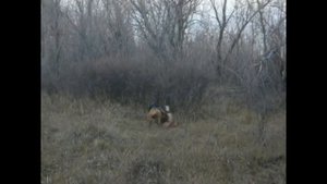 притравка по лисе.