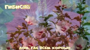 Гибискус или китайская роза.mp4