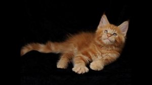 Как выбрать котенка породы мейн-кун