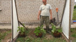 Простая шпалера для огурцов своими руками // Благоустройство территории