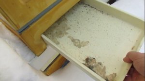 в одном зимующем отводке пчел много клеща Варроа - как определил, почему это произошло и что делать