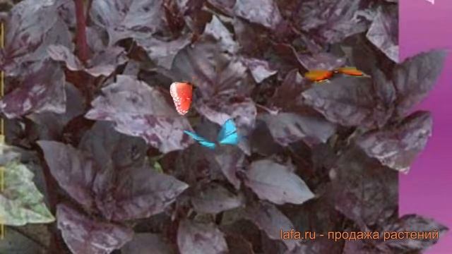 Базилик овощной Арарат (ararat) ? овощной базилик Арарат обзор: как сажать, семена базилика Арарат смотреть онлайн