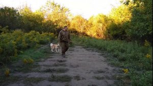 Как правильно дрессировать Акита-Ину!