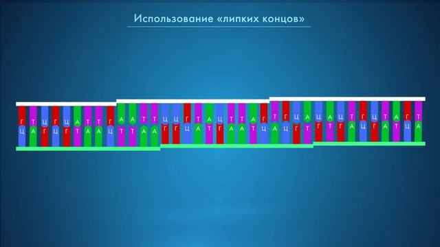 CTRL+V для ДНК: рестрикция и лигирование. Курс "ГМО: технологии создания и применение" смотреть онлайн
