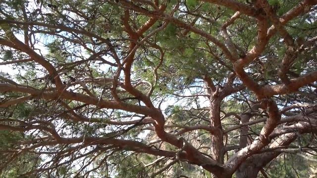 ПУТЕШЕСТВУЕМ по ТУРЦИИ. Встреча с местными. Банановые плантации. Бухта Делик Дениз. смотреть онлайн